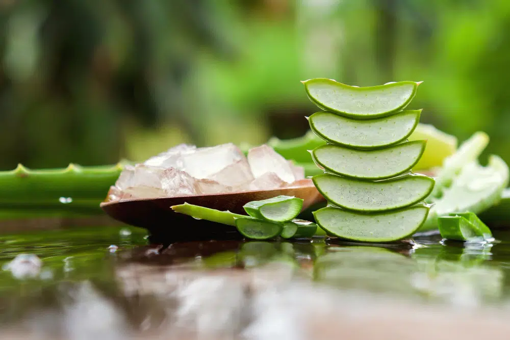 Aloe vera