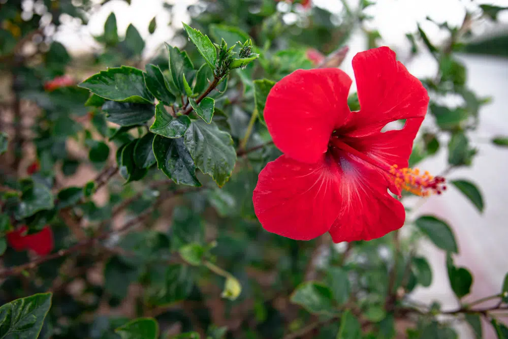 hibiszkuszvirág
