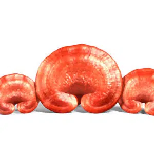 Natur Tanya Szerves Pecsétviaszgomba - Ganoderma tabletta - 60db