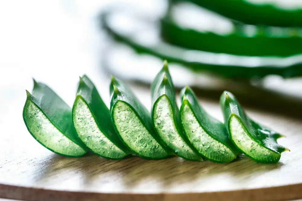 Aloe vera